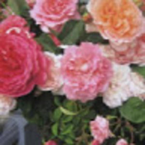 Meet your Posher, Alicia